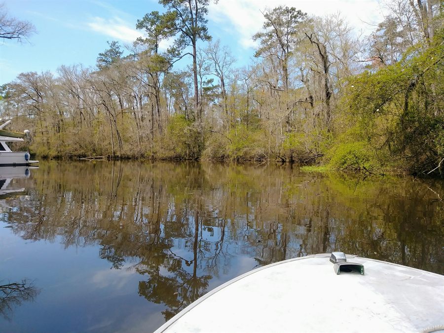 Louisiana inshore water and marsh birds near a dock